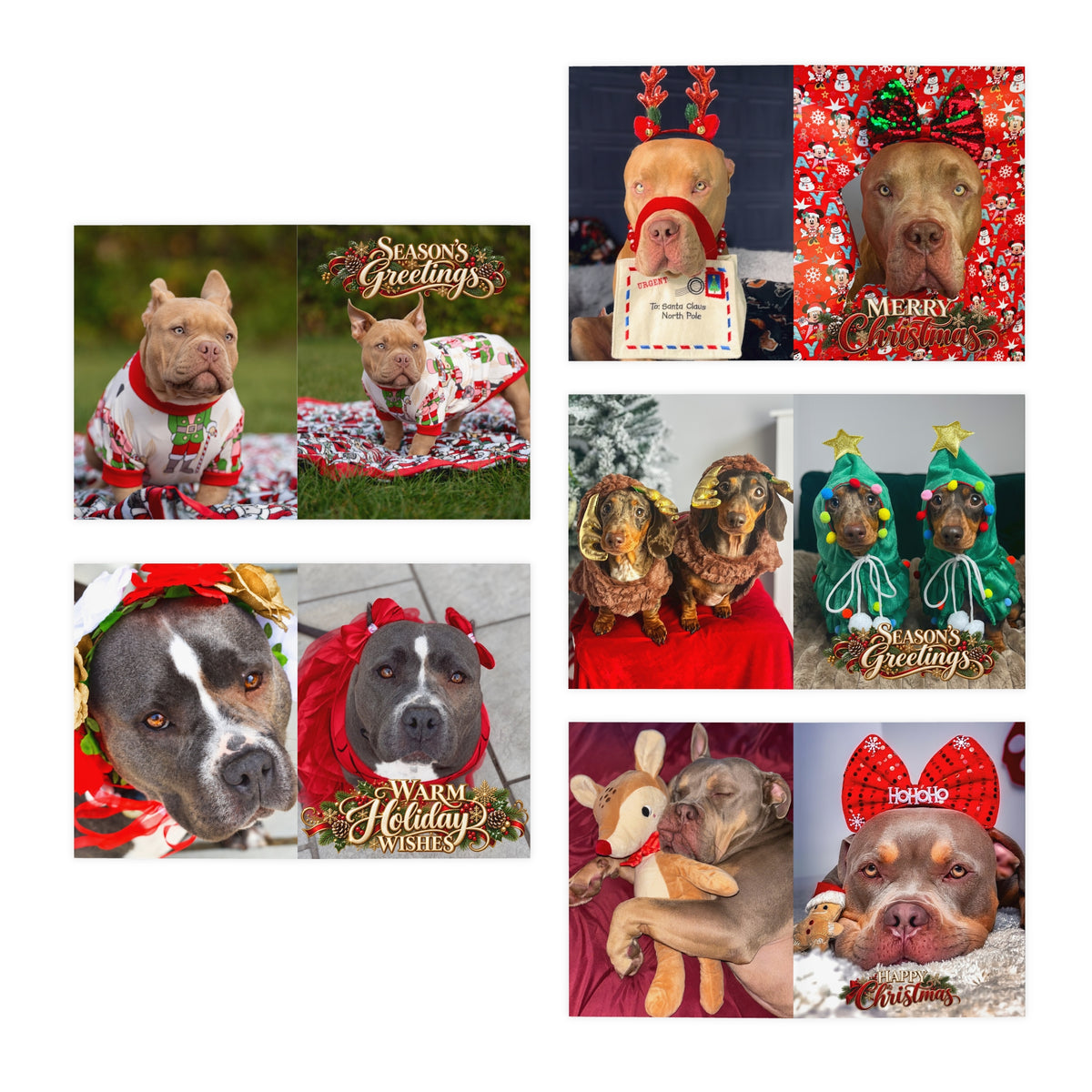 Gunner the Stunner & Gang Christmas Card Collection USA & CANADA (Pack of 5)
